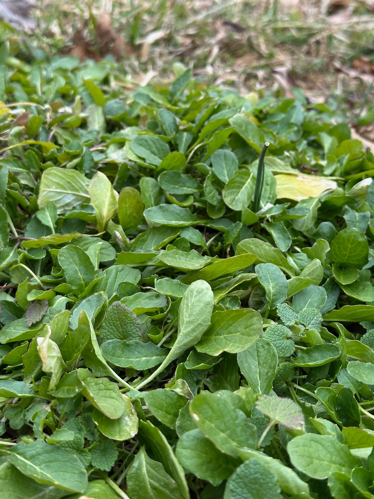 shepherd's purse