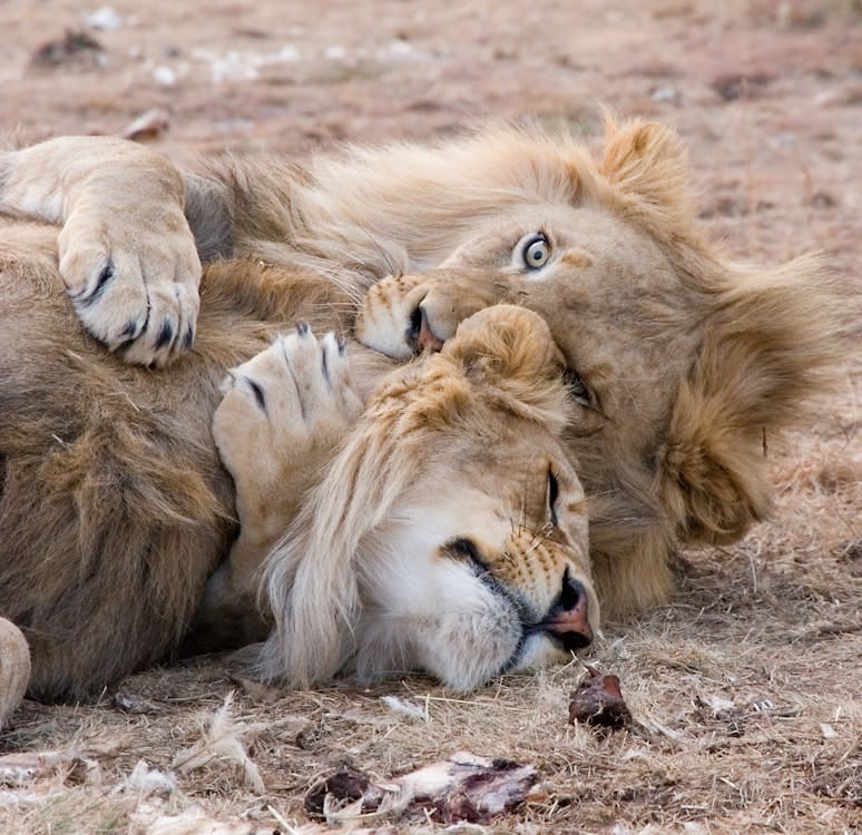 Free Two lions playfully wrestling on dry grass in Bo-Karoo, showcasing wildlife behavior. Stock Photo