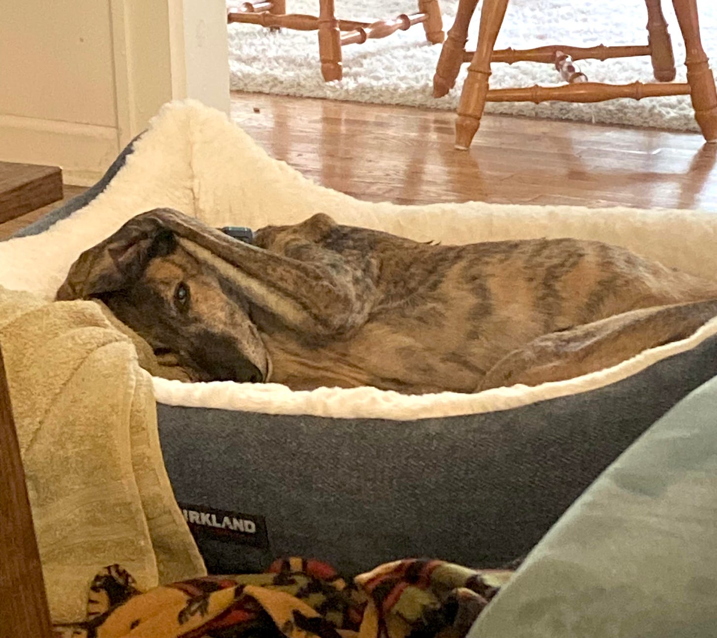 A brindle greyhound covering his ears in a Kirkland bed.