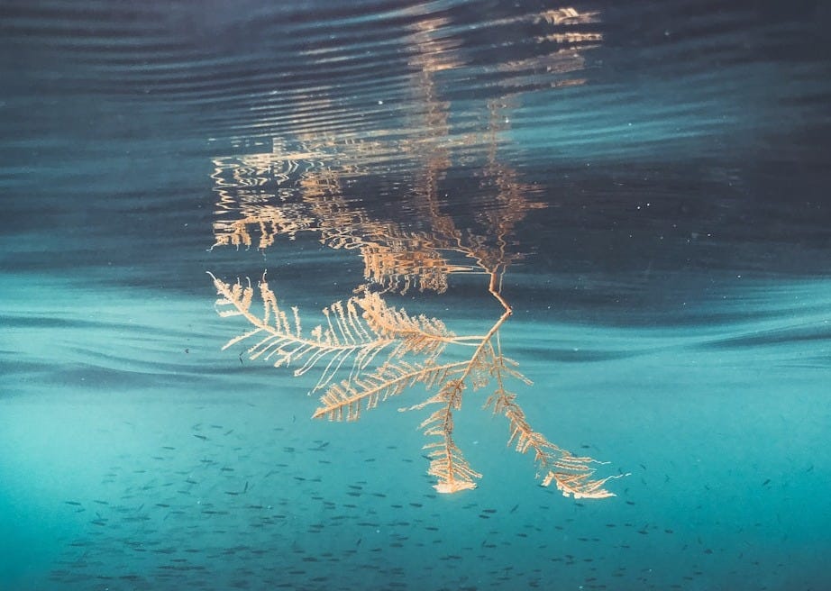 a leaf floating on top of a body of water