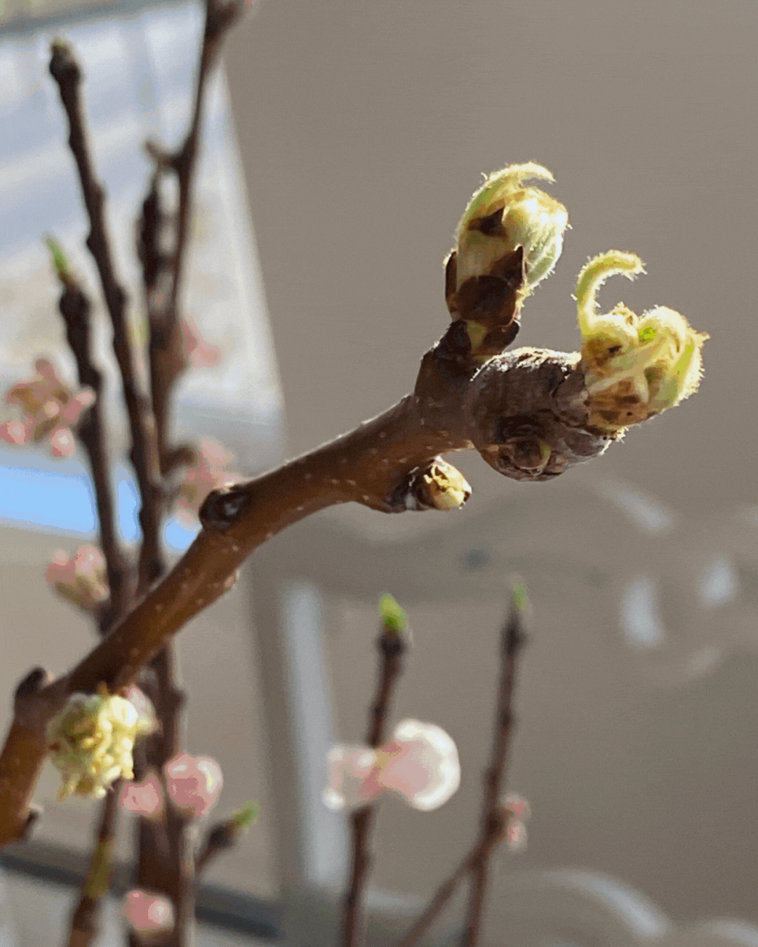 Timelapse of five photos of green buds and white pear blossoms inside our kitchen, paintings in the background.