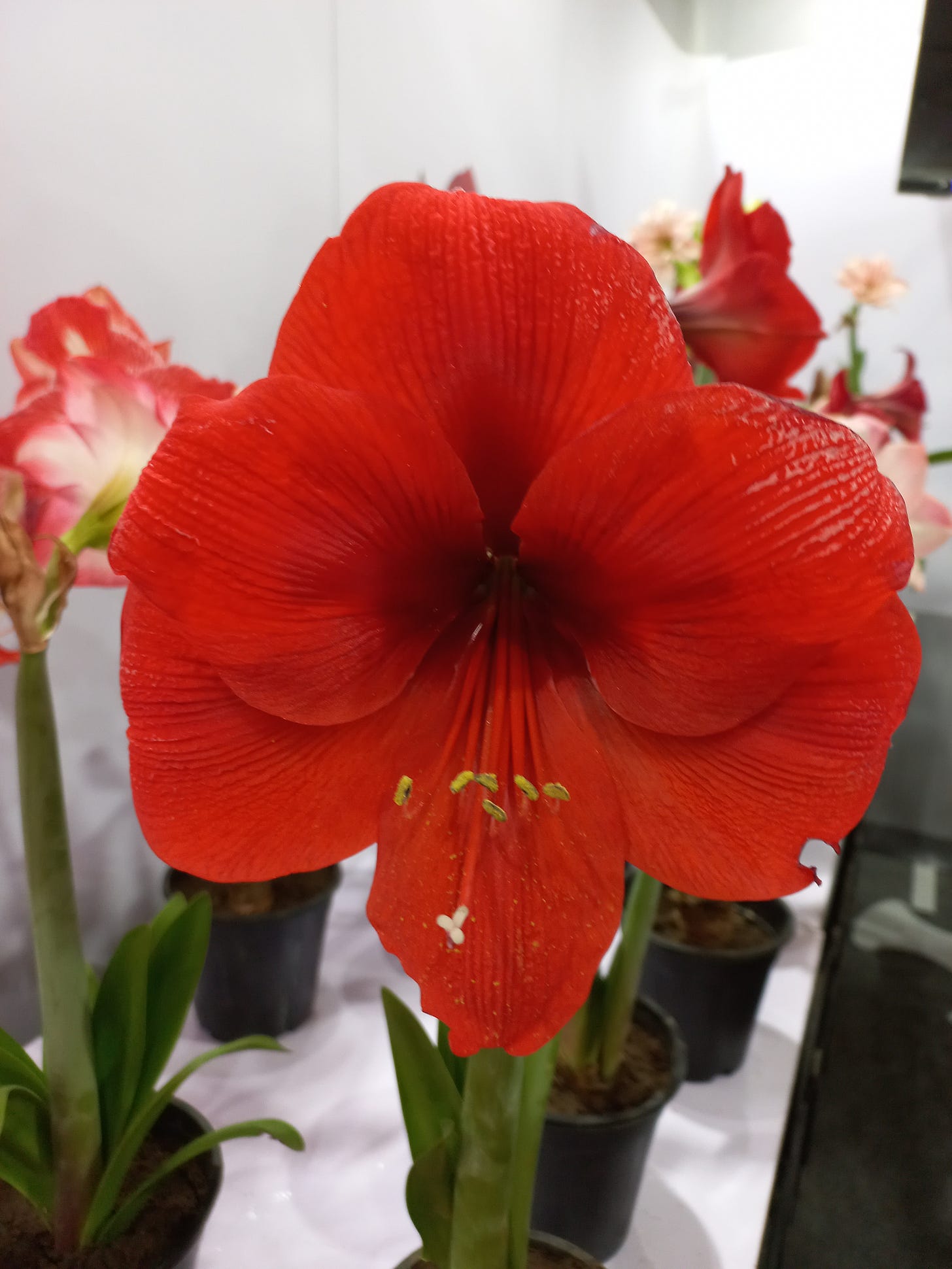 Amaryllis Lily