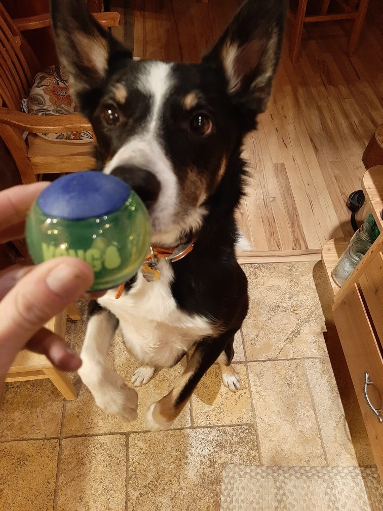 Dog standing on hind legs with his eyes on a ball held right in front of him