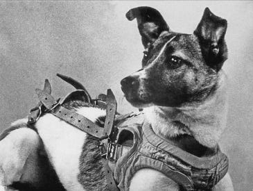 Laika - Wikipedia