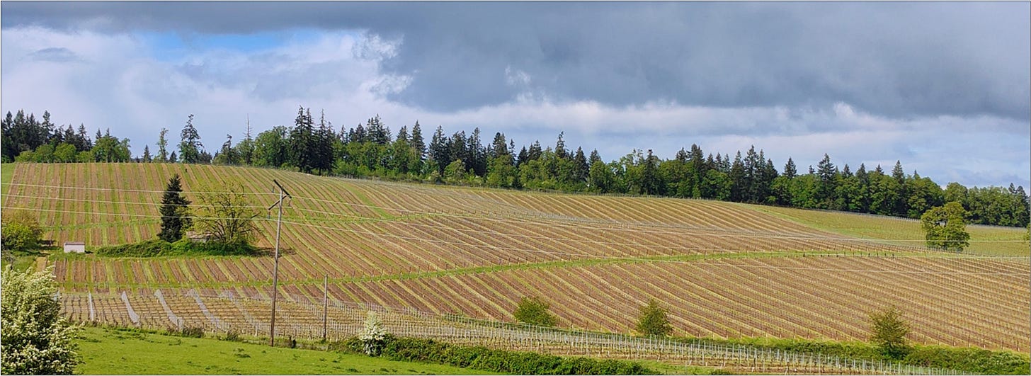 Amalie Robert Estate ready for spring, vintage 2024.