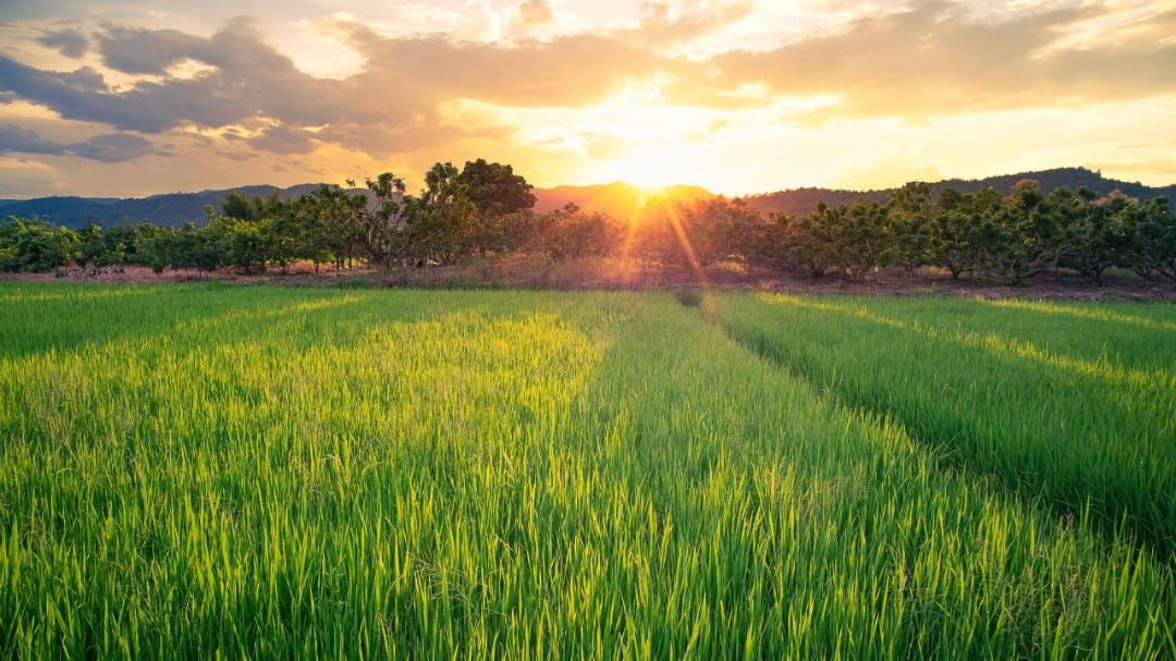 Tudo o que você precisa saber, sobre a Subvenção ao Prêmio do Seguro Rural