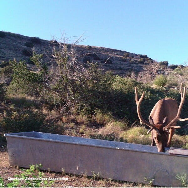 Elk drinks from solar powered water source in Arizona. The solar panels were provided by TerrePower/Ontility. 

Photo Courtesy: Arizona Deer Association