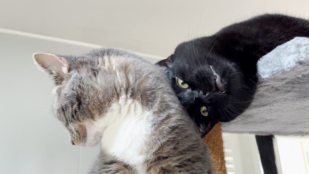 A goofy-looking black cat on the top platform of a cat tree leans her head against the neck of a light gray tabby with a white vest who is looking away from the camera.