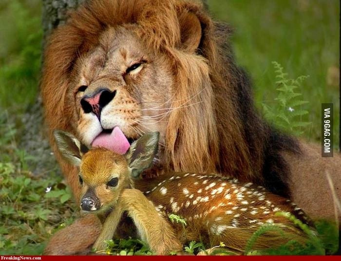 No photoshop here, just a lion licking a deer?