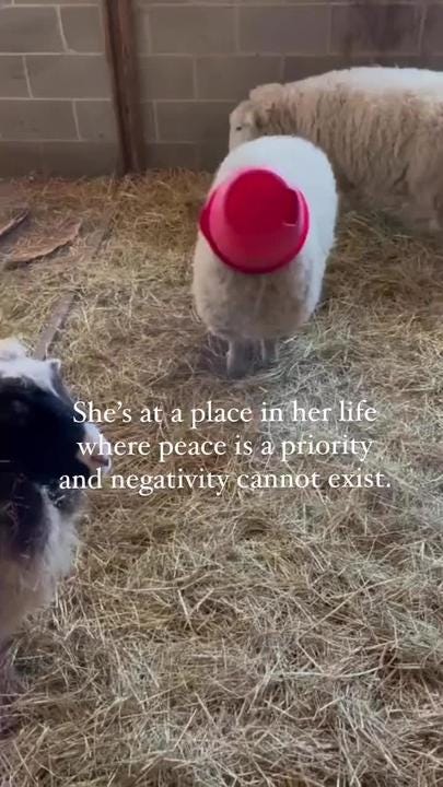 Happy National Farm Animals Day! 🐑🐮🐷😊 From @allisonsueelliott: “She ate  her lunch, put the bucket on her head, and chilled like that for several  minutes. It was simultaneously hilarious and ...