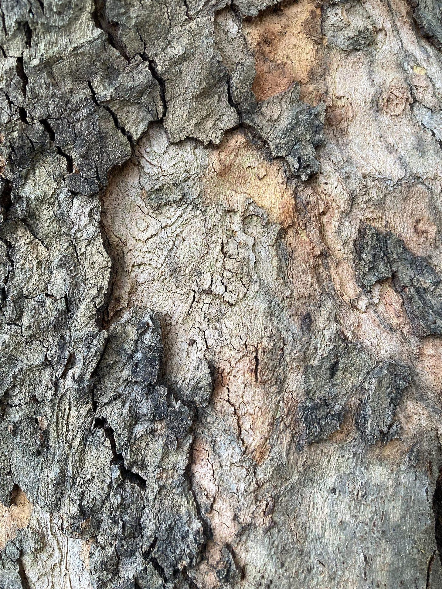 close-up of tree bark