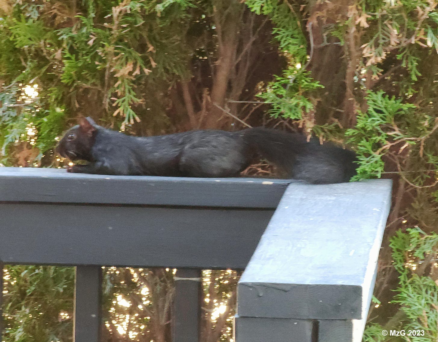 A Great Lake Black Squirrel Getting Ready to Sploot on a Wooden Railing in Front of A Cedar Tree