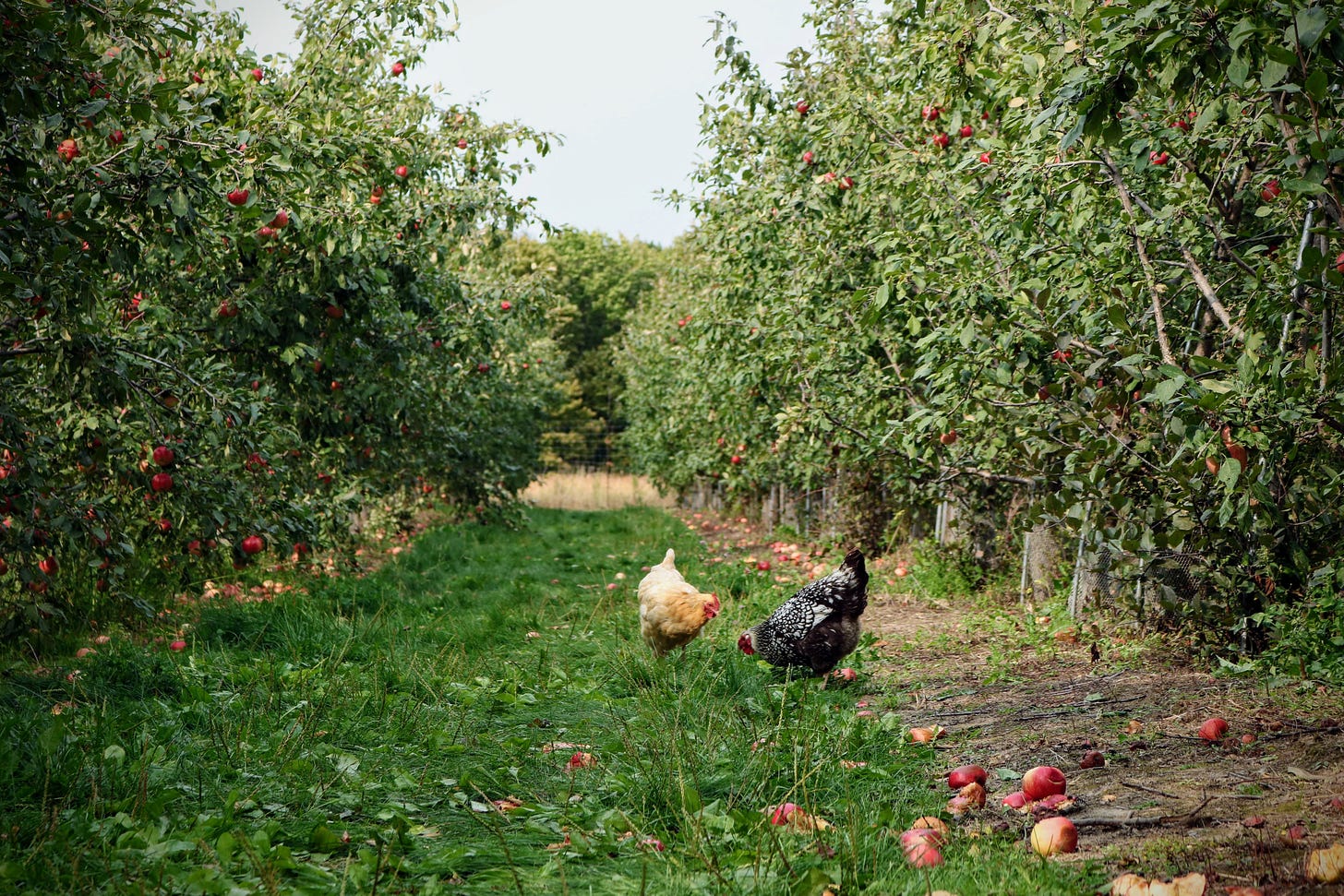 Chickens pecking the ground in an apple orchard