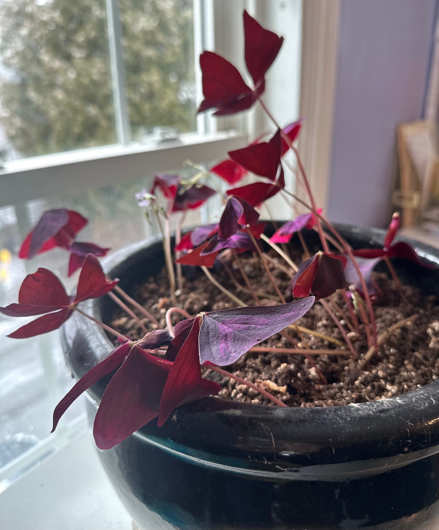 A purple oxalis clover in a black clay pot sitting by a window.