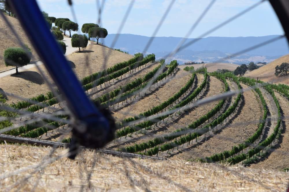 Rows of wine grapes seen through the wheel of a bicycle