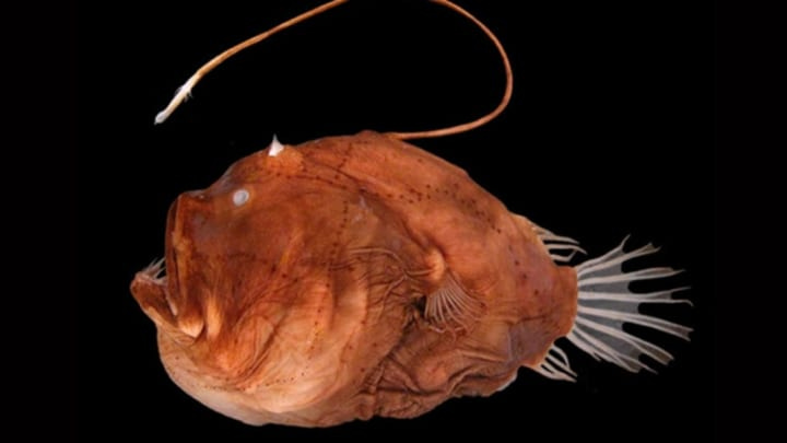 The Horrors of Anglerfish Mating