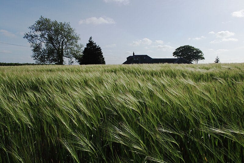 File:Ears of Barley Catching the Sunlight in the Wind - geograph.org.uk - 4499780.jpg