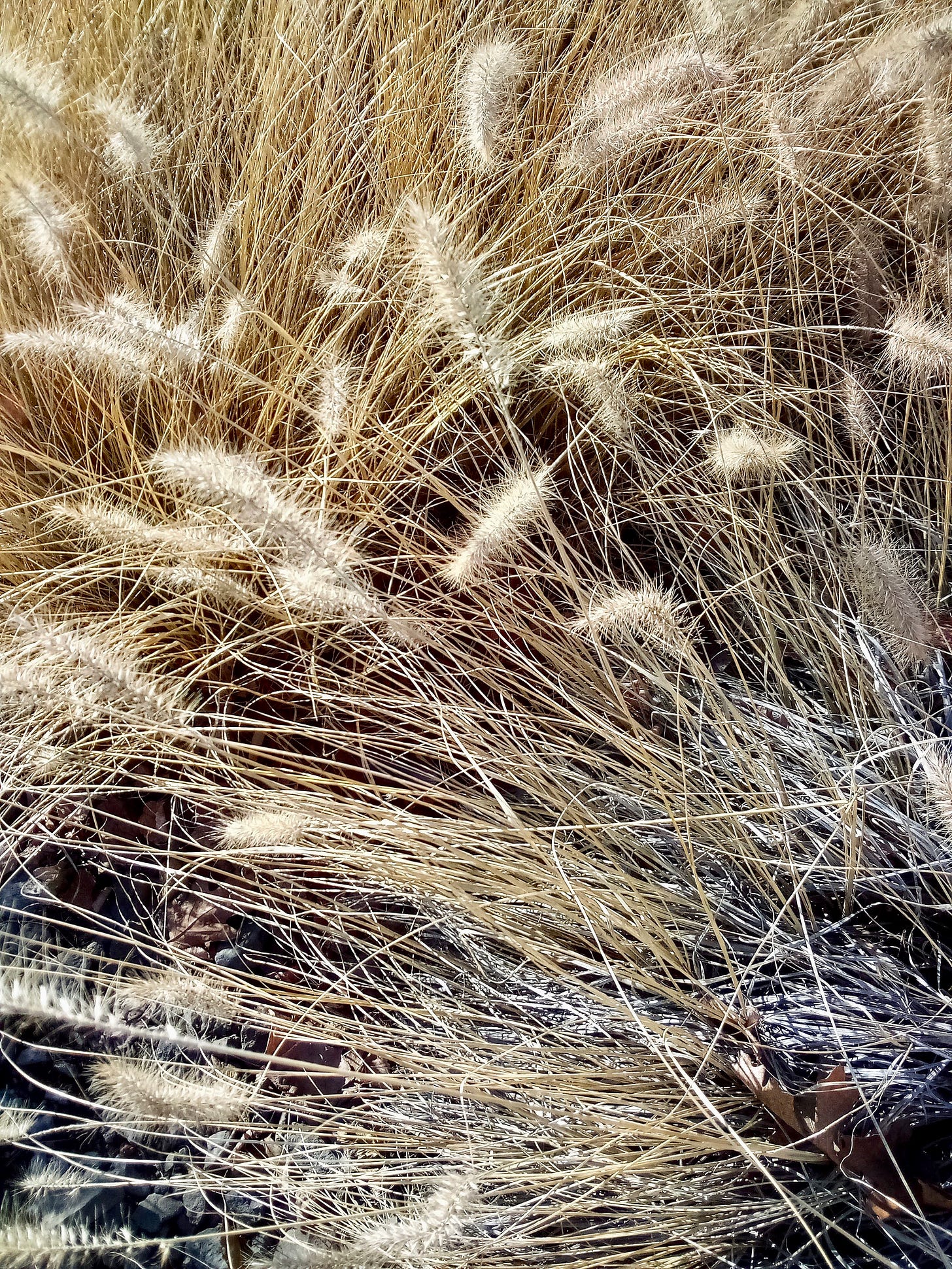 Grass seed heads backlit by sunshine