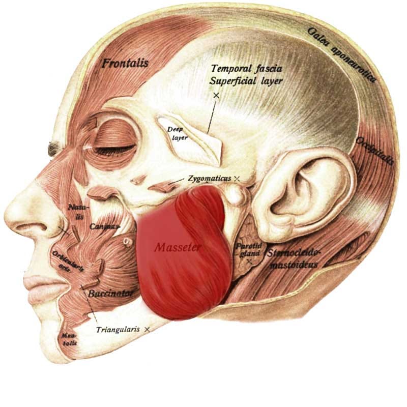 Masseter Anatomy: Origin, Insertion, Action, Innervation - The Wellness  Digest