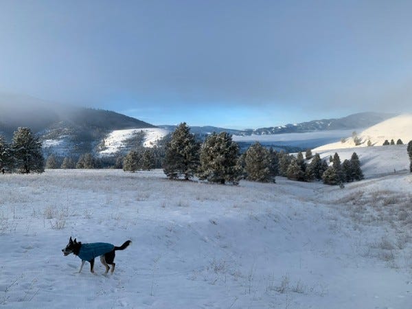 Dog trotting across landscape