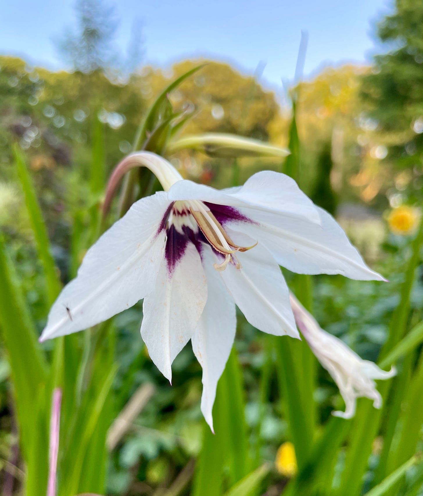 Peacock Orchid, Gladiolus murielae, in the Kitchen Garden this week