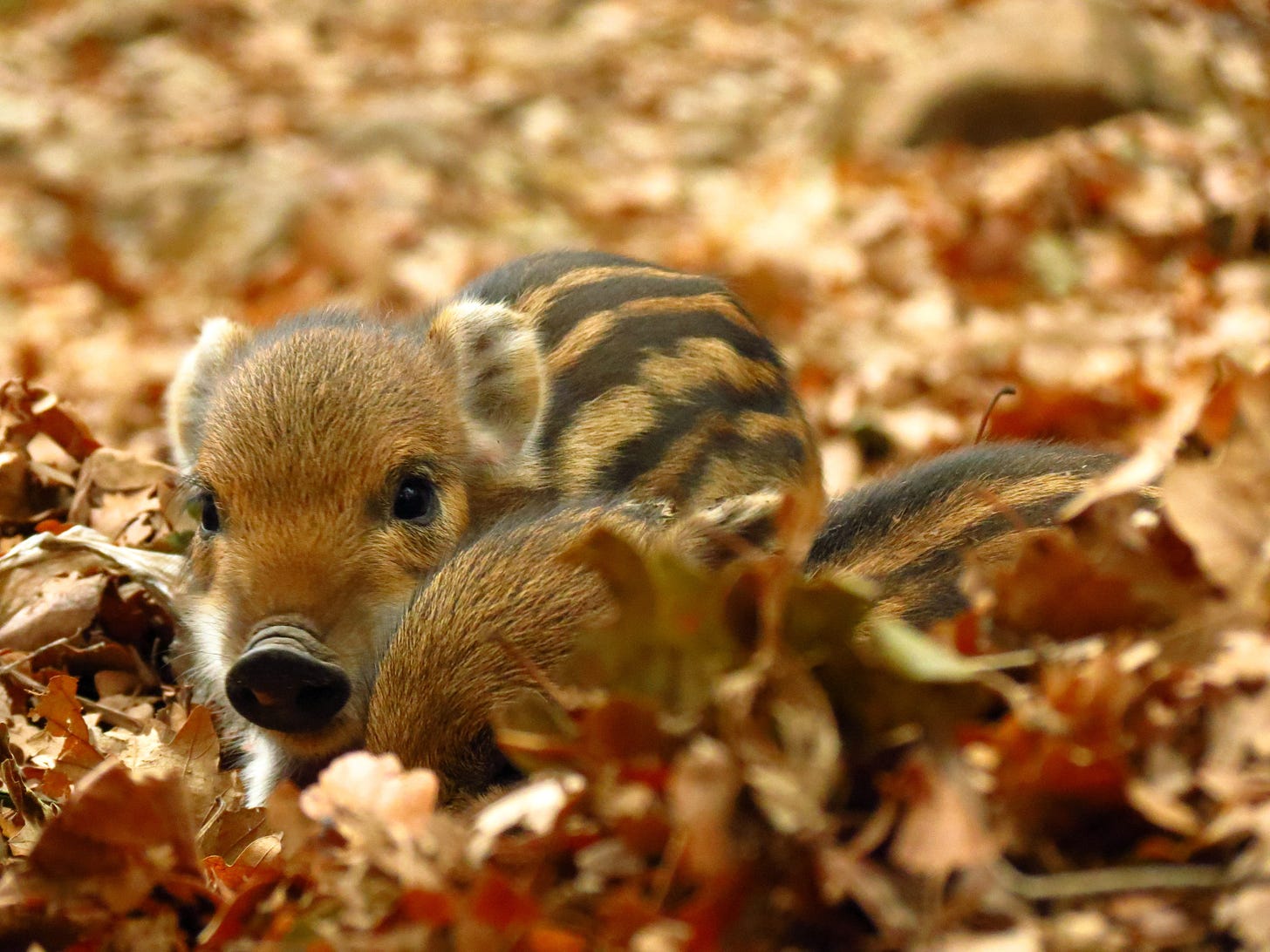 Two brown striped piglets snuggling together amid autumn leaves