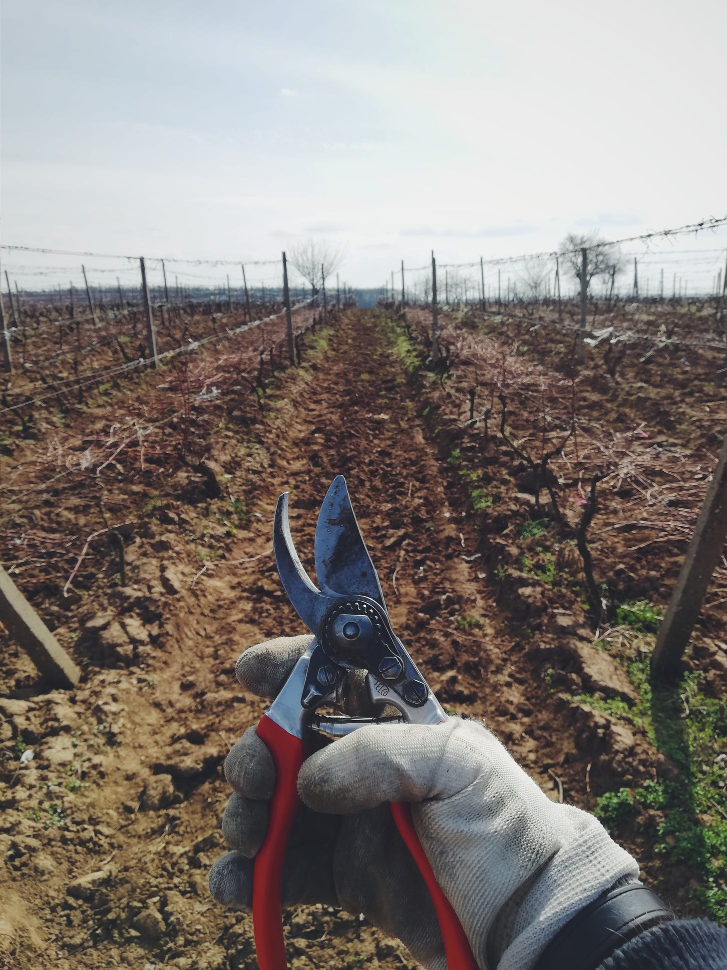 photo of a pair of pruning shears, being held by a person's hand. the person's hand is in the bottom center of the photo, wearing a grey cloth glove. the shears are held open, ready to cut. person is standing in a brown dirt field between two long rows of short plants. rows of supporting fences and dirt stretch all the way up the photo view into the distance. the sky at the top of the photo is light blue and grey.