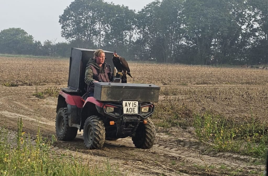 The Essex and Suffolk Hunt's hooded eagle