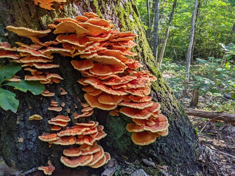 Large half-circle shaped orange mushrooms growing on an oak trunk