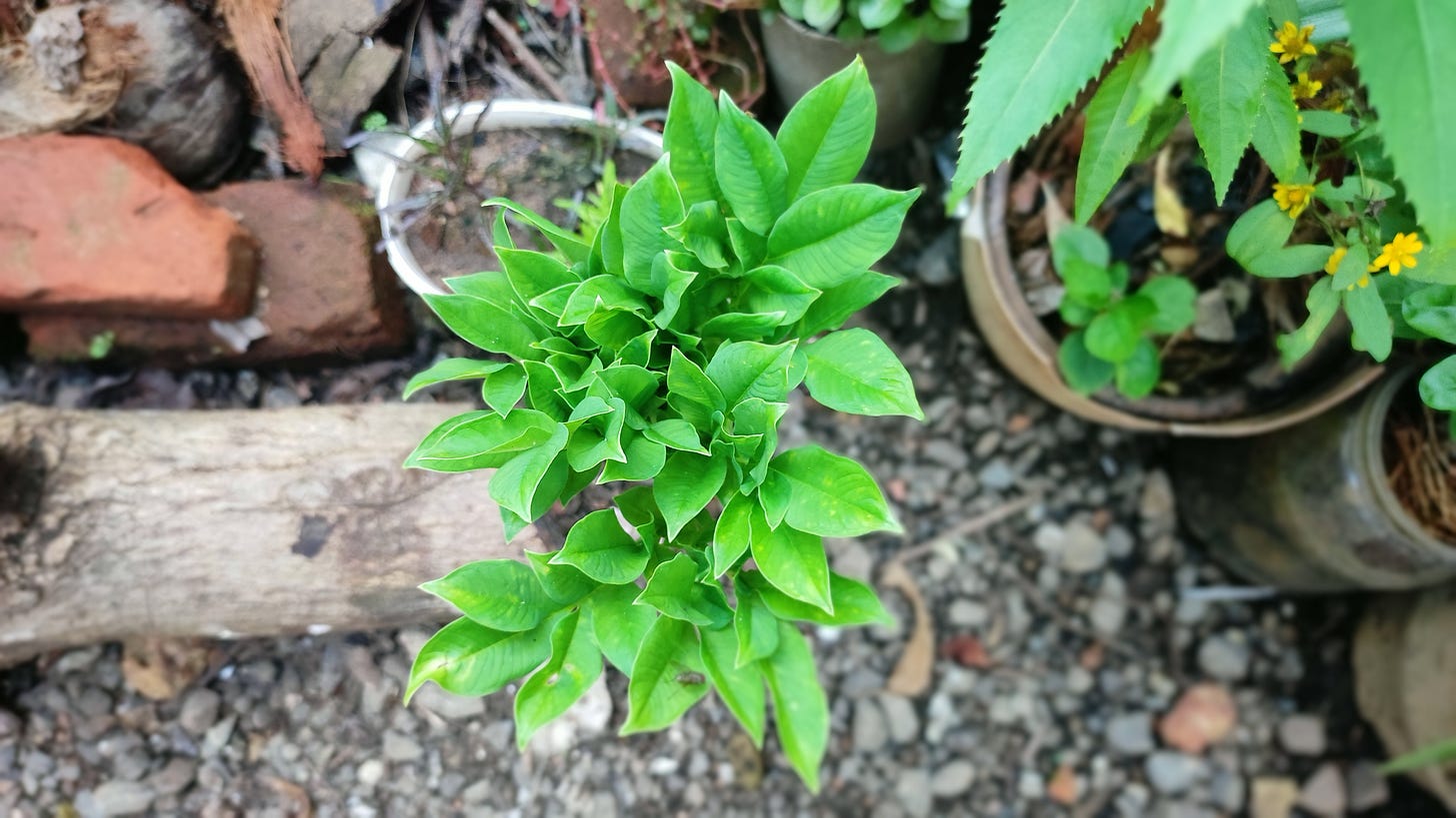 The second yam sprouting leaves after just one week in the ground soil!