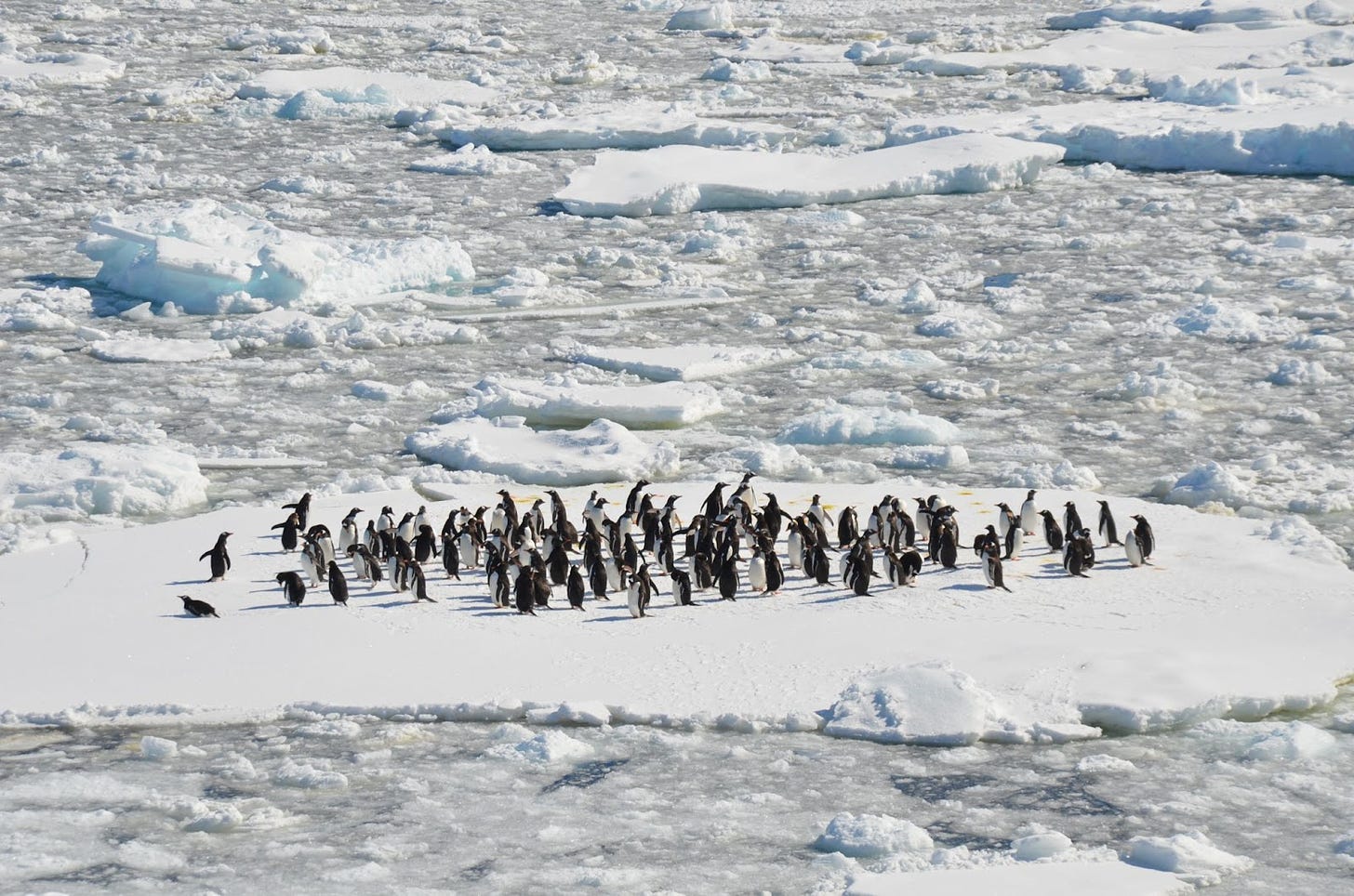 Big group of penguins on a chunk of ice in the middle of an icy ocean