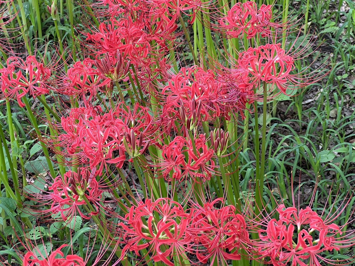 Kinchakuda Higanbana Fields