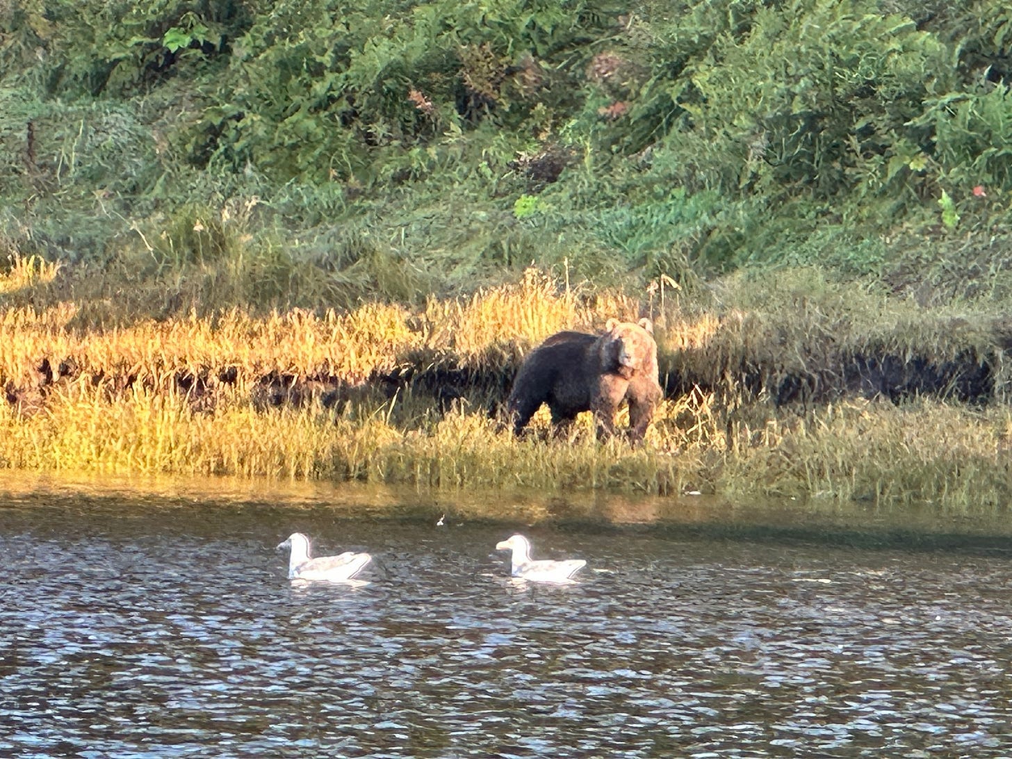 A Kodiak brown bear on the banks of a river with two gulls in the foreground.