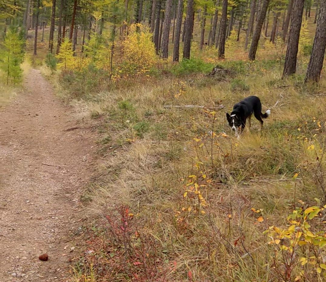 Dog lying in wait by side of trail, with a ponderosa pine cone placed in the trail for someone (me) to find.