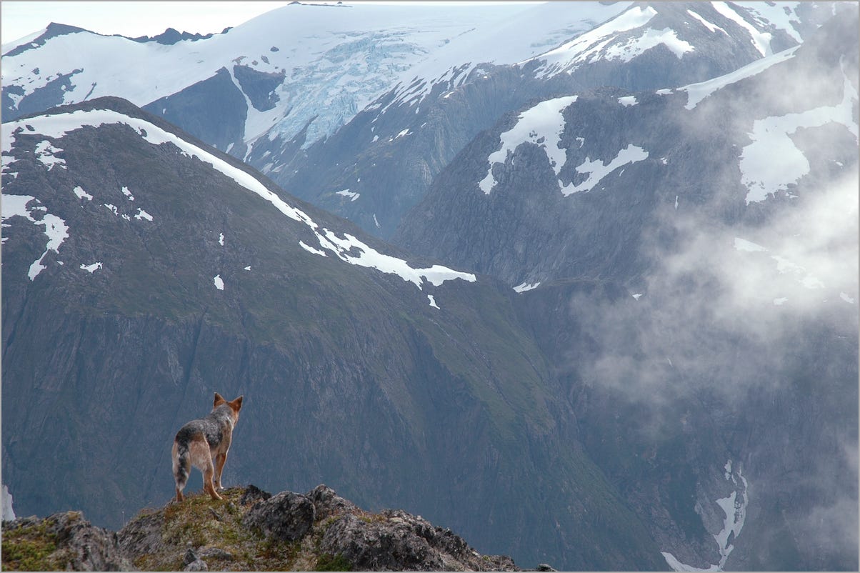 Dog standing at the edge of a cliff, looking out at steep mountains.
