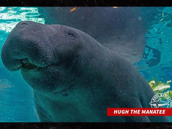 Hugh The Manatee