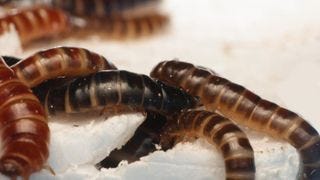 Mealworms eating paper.