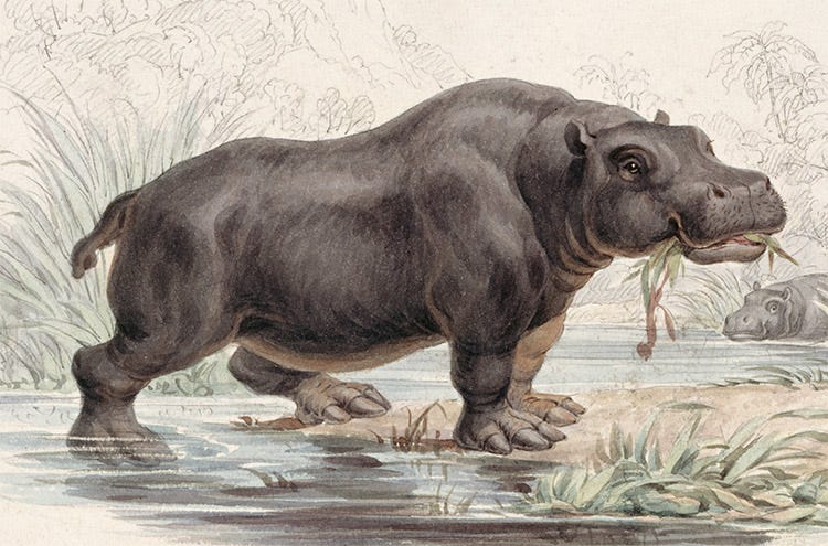 Hippopotamus amphibius, an illustration from William Jardine’s The Naturalist’s Library, 1833-43. Hippopotamus amphibius, an illustration from William Jardine’s The Naturalist’s Library, 1833-43.