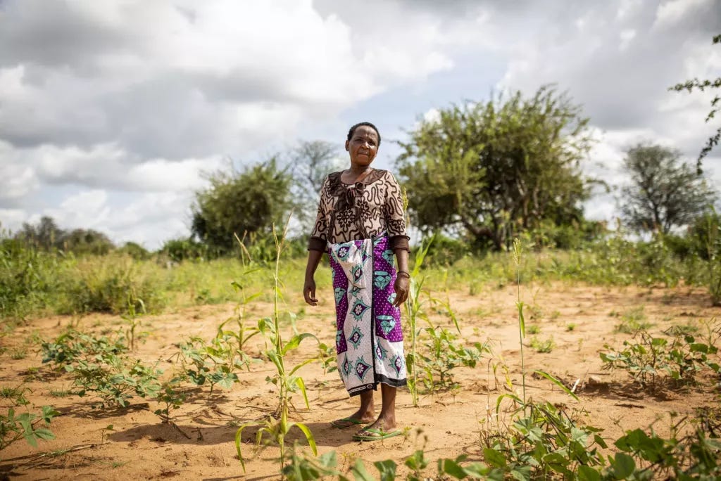 Woman standing amid crops damaged by locusts in Kenya in 2020