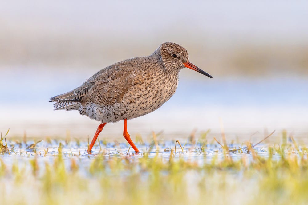 Redshank (brown speckled wading bird with pointy beak and red legs) wading through water.