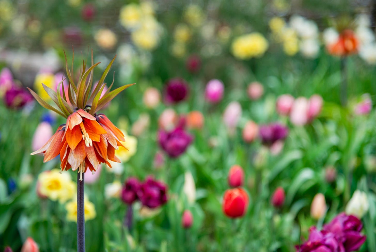 multi coloured flowers in a bulb meadow