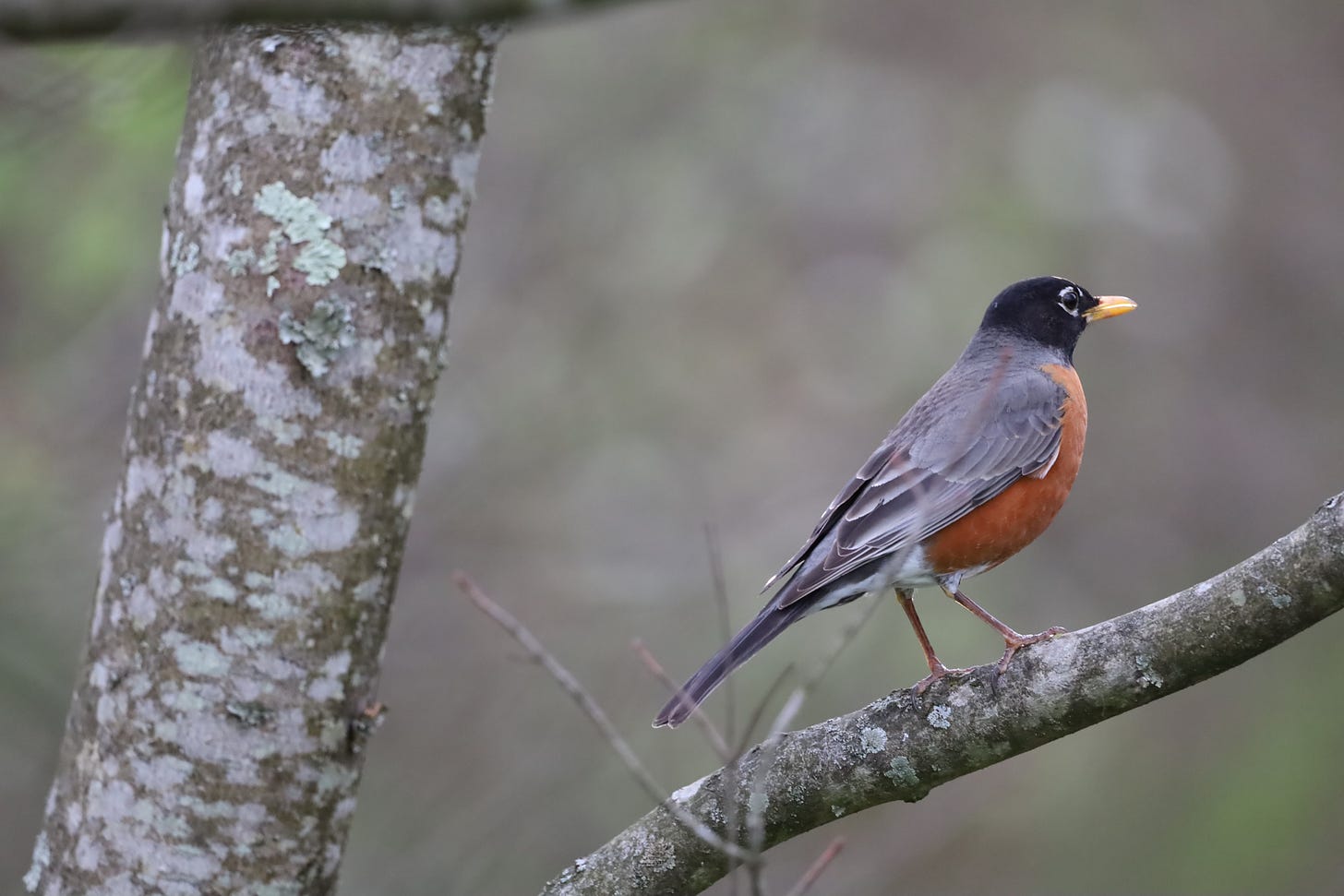a robin perches on a limb looking away from the camera