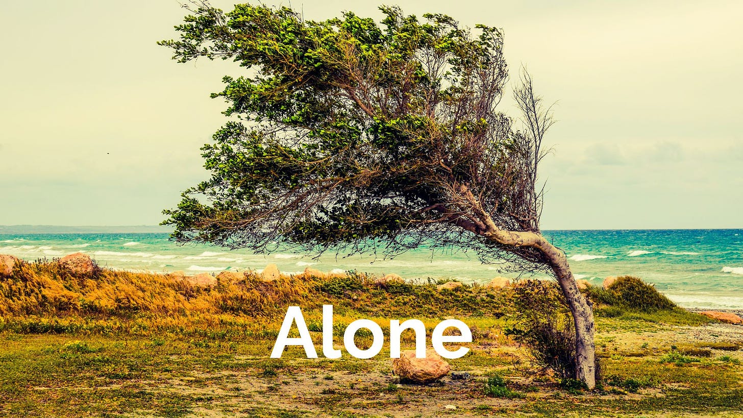 A single tree curbed by the winds and standing alone in front of a beach.