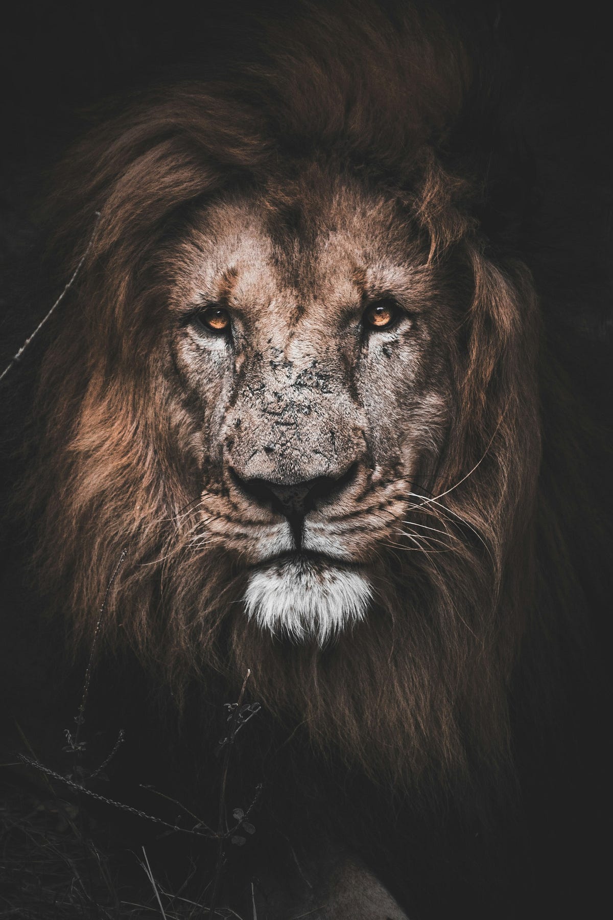 Lion Lion