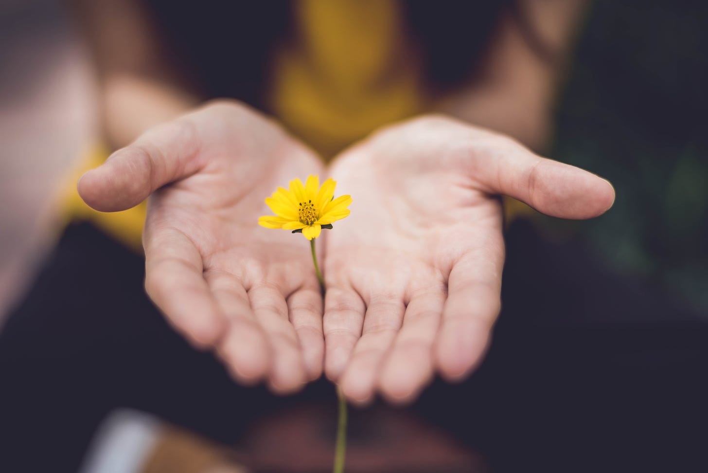 Image shows two hands held together and cupping a small yellow flower