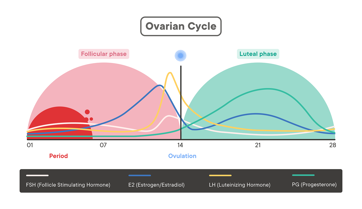 The Menstrual Cycle: Phases of Your Cycle