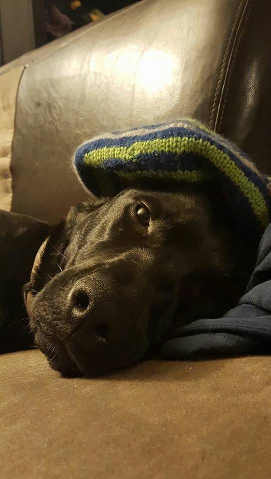 A black dog in a knit cap, looking forlorn.