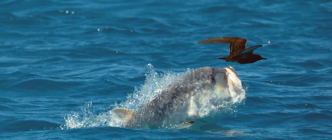 Bird Eaters Giant Trevally In The Seychelles, 54% OFF