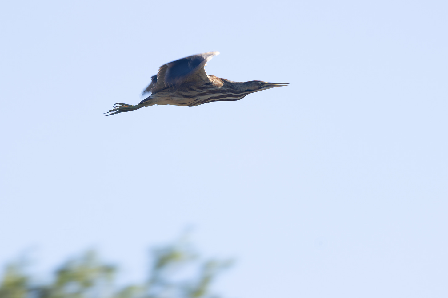 a thick brown heron with darker brown stripes against its pale belly, flying to the right with legs and neck outstretched against a pale blue sky