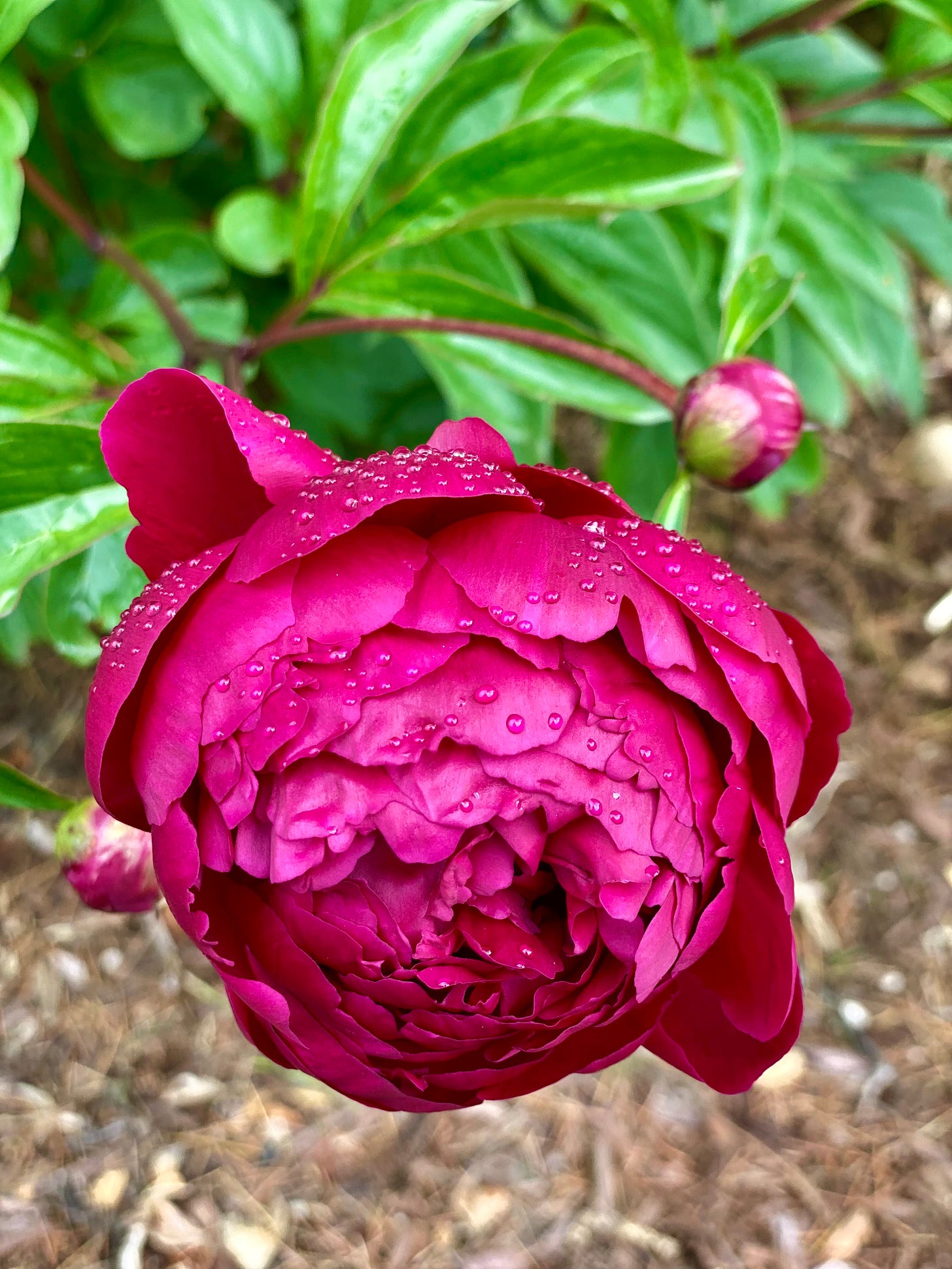 Peony with petals opening, but not yet in bloom, covered with raindrops